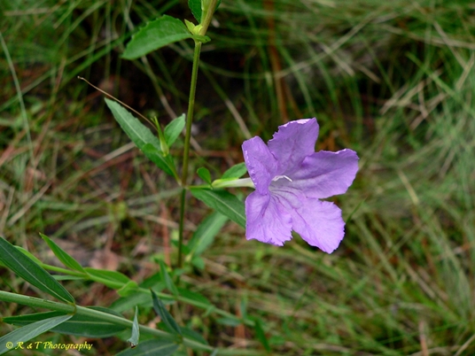 {Ruellia pinetorum}